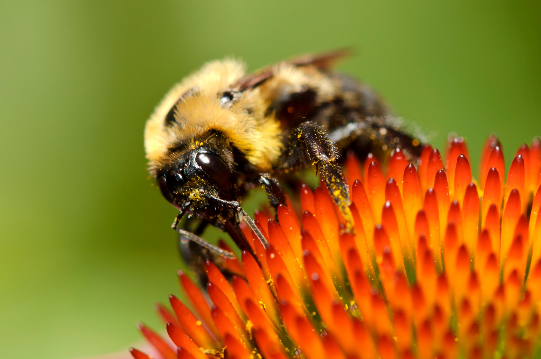 “Bees certainly help humans survive,” said Ms Woodard