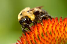 Bees exposed to one dose of pesticide could take generations to recover