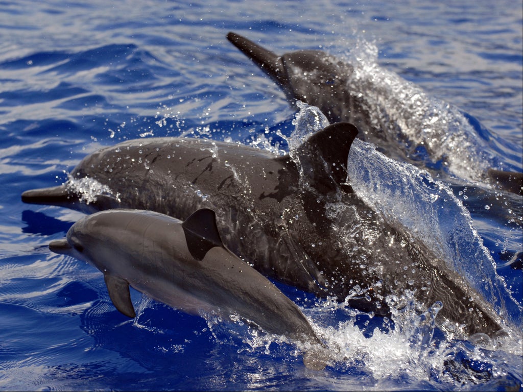 Ban on swimming with Hawaii’s nocturnal spinner dolphins