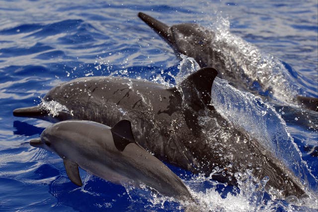 <p>In this undated file photo provided by NOAA Fisheries, spinner dolphins swim in Hawaii</p>