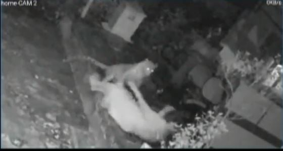 <p>A woman was attacked by a leopard in the residential area of Mumbai city</p>