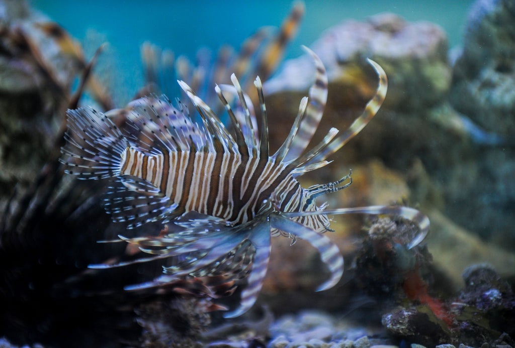 Deadly lionfish that can paralyse humans found for first time off UK shores