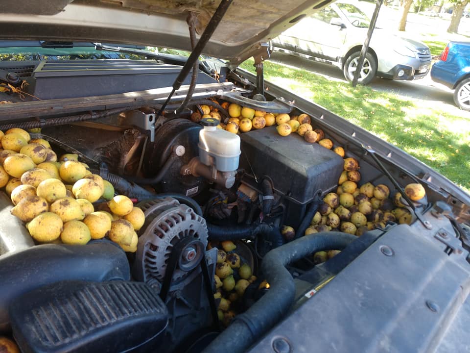 <p>Chevy Avalanche filled with yellow-husked black walnuts</p>