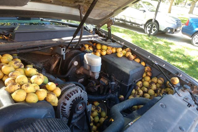 <p>Chevy Avalanche filled with yellow-husked black walnuts</p>