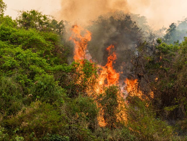 <p>Land is being burnt ‘at record levels’ in Pantanal</p>