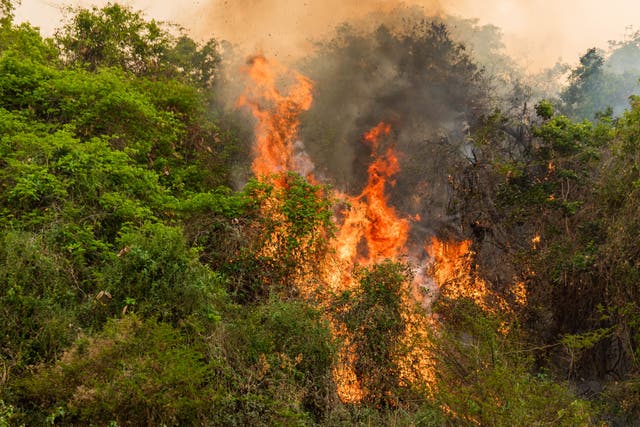 <p>Land is being burnt ‘at record levels’ in Pantanal</p>