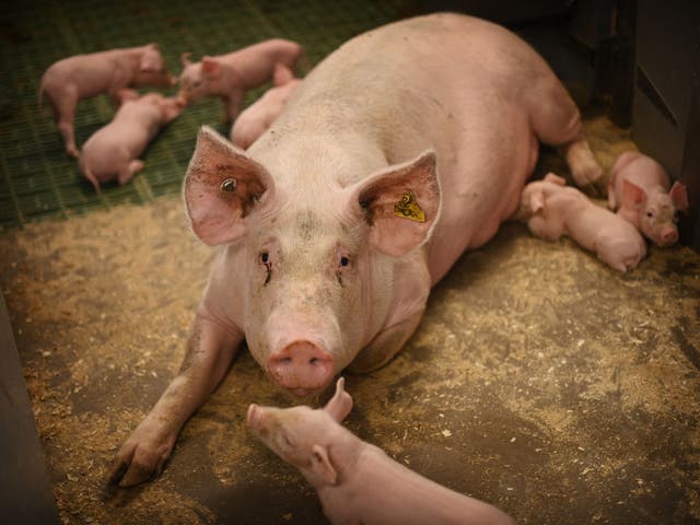 <p>Piglets feed from their mother at Wicks Manor Farm in Maldon</p>