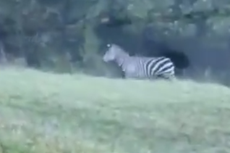 Maryland zebras are still on the run and enjoying newfound internet stardom