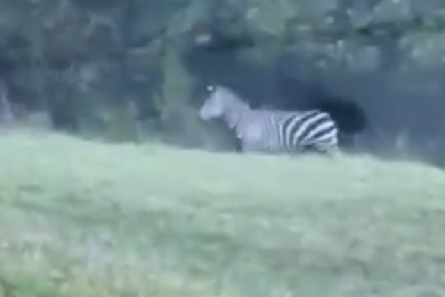 <p>Screengrab from a video shared by former White House employee Joshua DuBois. He and his son saw zebras crossing a road in Maryland</p>