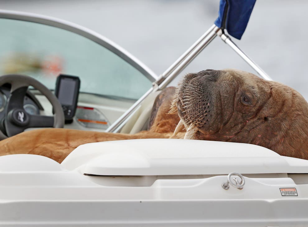 ‘wally The Walrus Spotted In Iceland After Tour Of British Isles And Europe The Independent