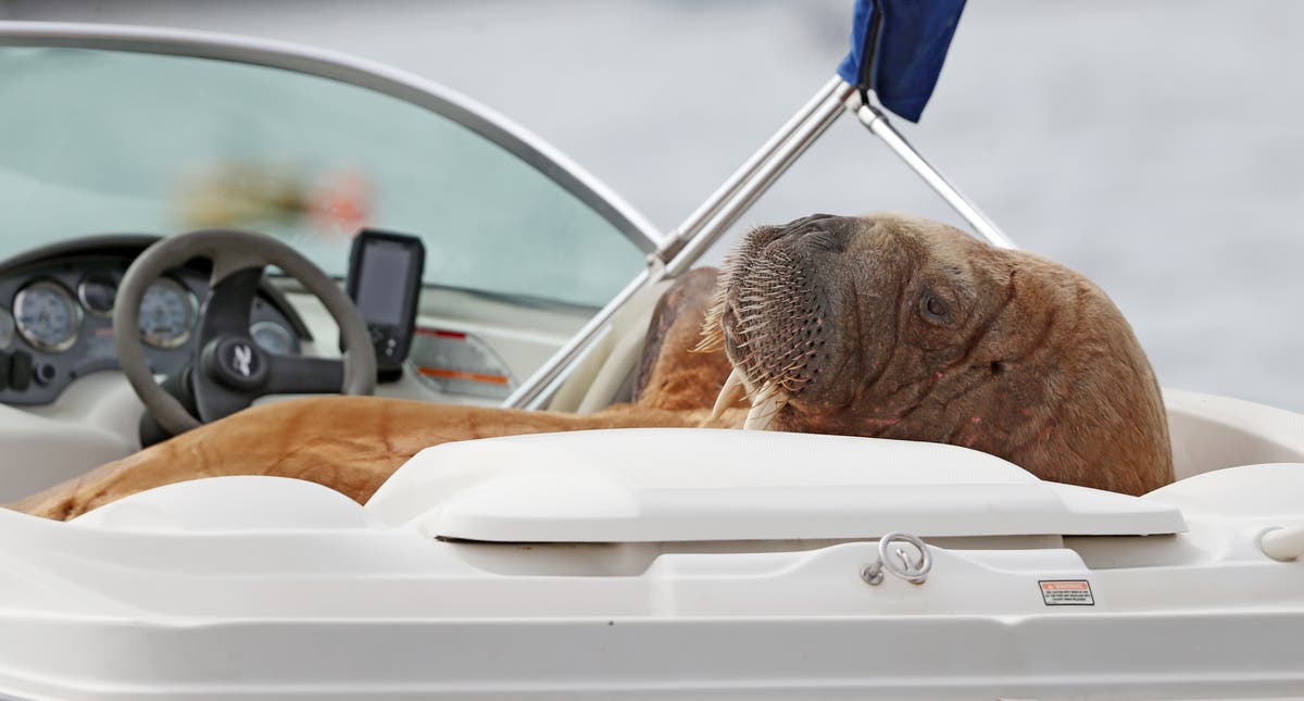 ‘Wally the Walrus’ spotted in Iceland after tour of British Isles and Europe