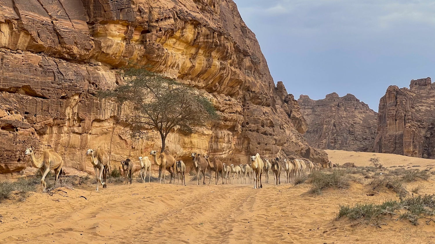 Camels in AlUla