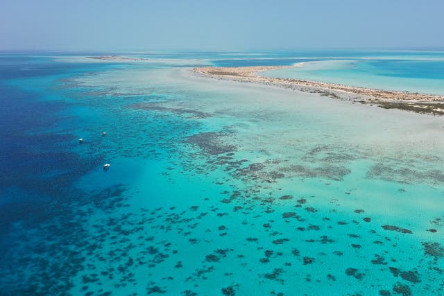 <p>The islands of the Red Sea archipelago are home to some of the world’s most endangered marine life </p>