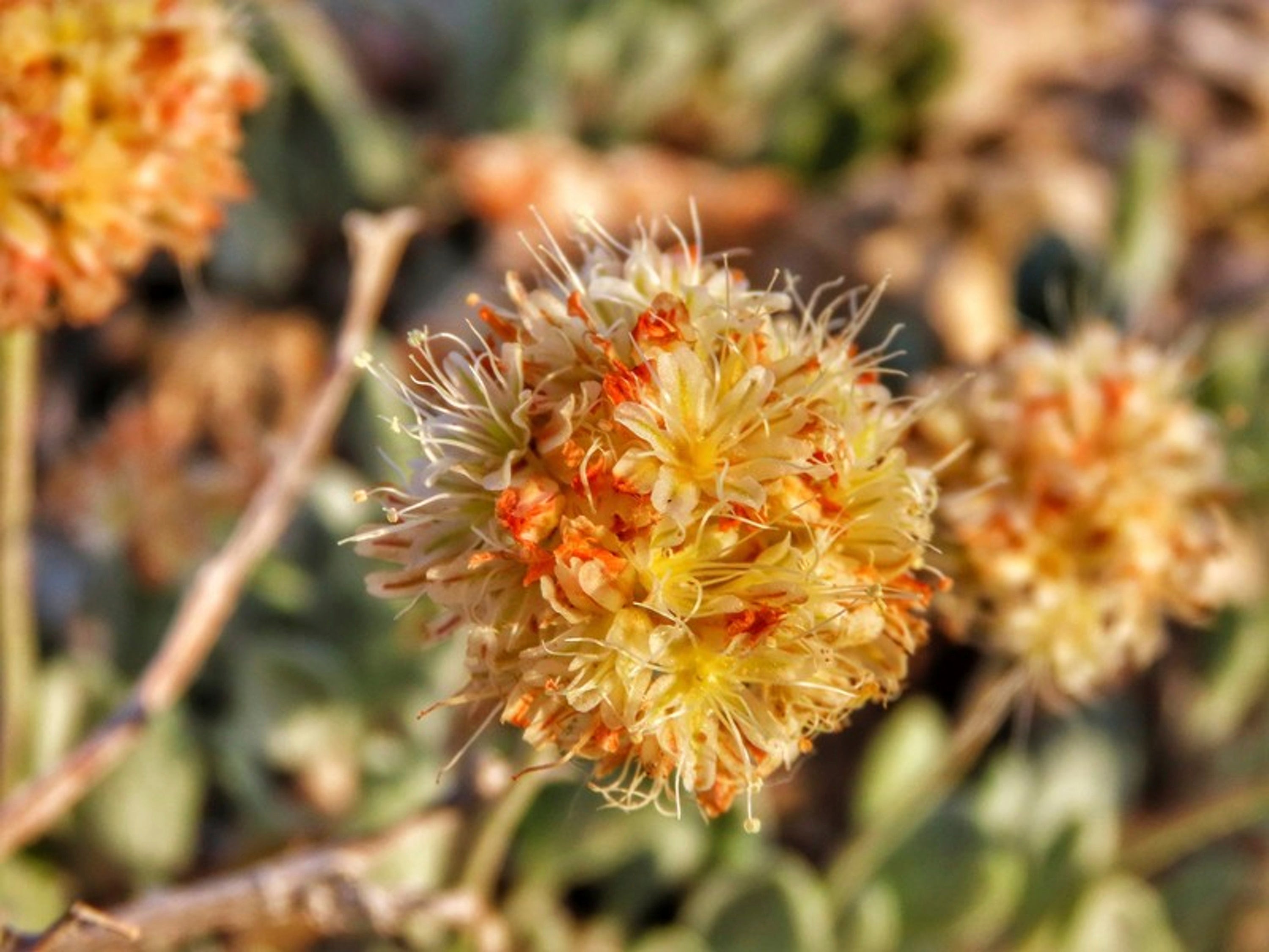Nevada Wildflower-Endangered Species