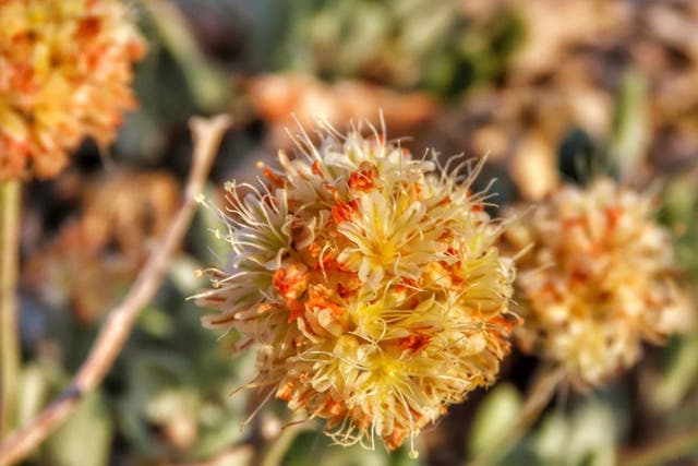 Nevada Wildflower-Endangered Species