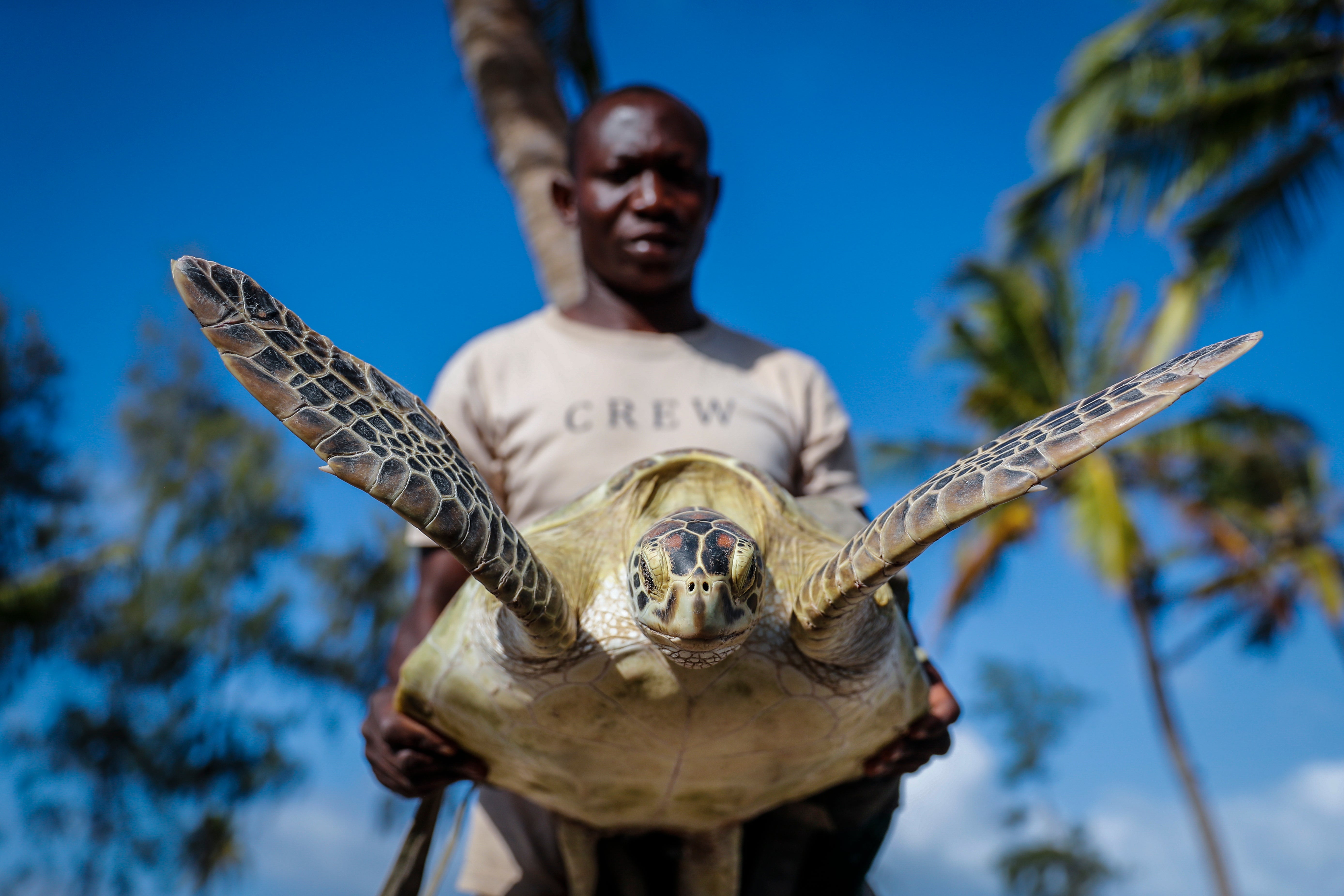 Kenya Turtle Rescue Photo Gallery