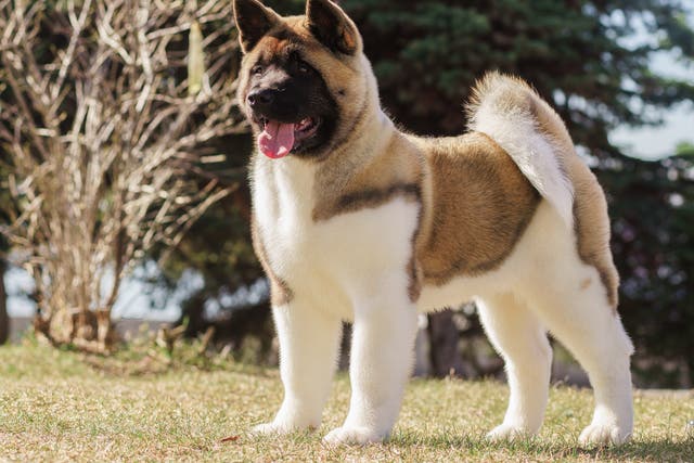 <p>The animal is thought to be a Japanese Akita, not a banned breed (file image)</p>