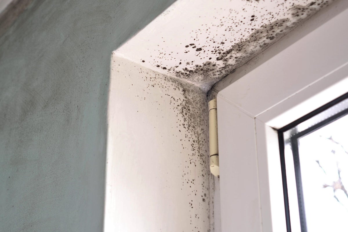 I’m a homecare expert. Here’s how to banish mould from your property this autumn