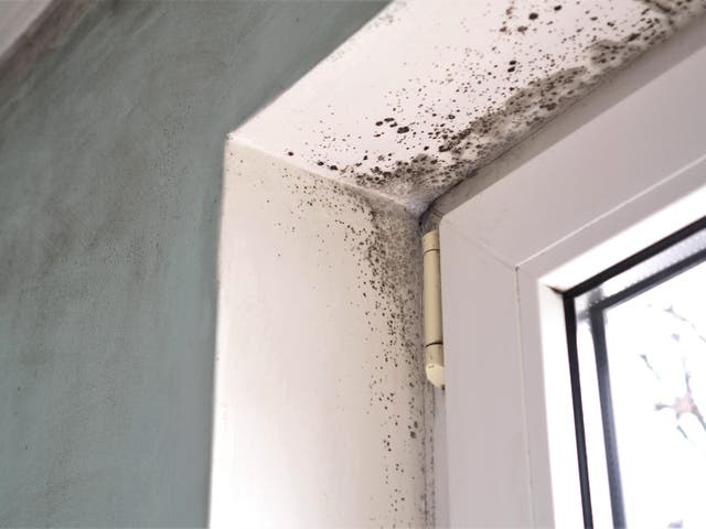 Mills says other signs potential buyers look out for are things like damp and mould