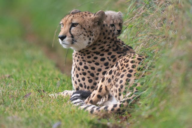 <p>Representational purposes. Eight cheetahs shall be brought to India from Namibia next month in a ‘historic’ pact between India and Namibia</p>