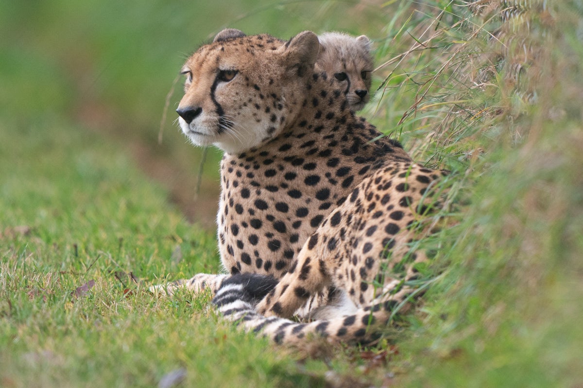 Cheetahs in India: World's fastest land animal making a comeback for the  first time in 70 years | The Independent