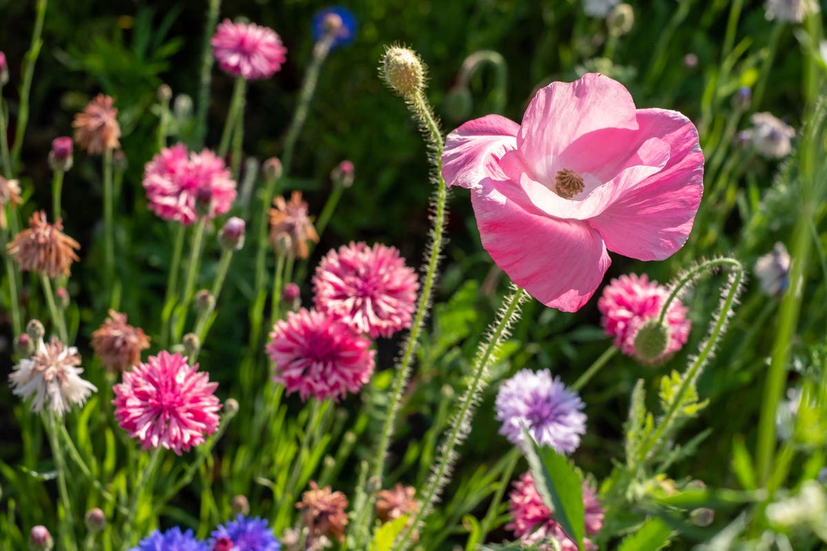 Want to attract wildlife to your garden? Homemade seed bombs could be the answer