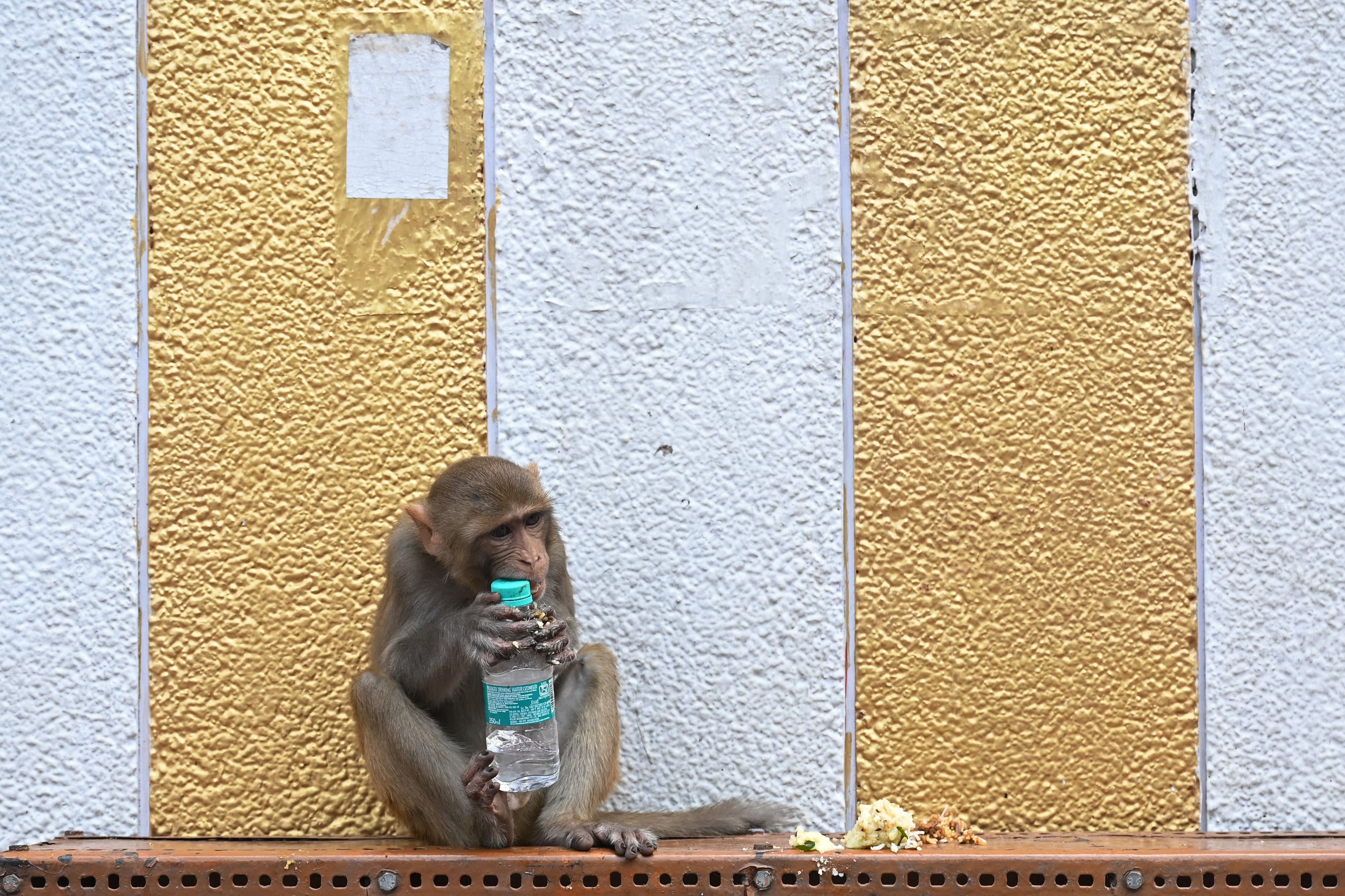A monkey reportedly first snatched a bundle of notes and then showered it on the road