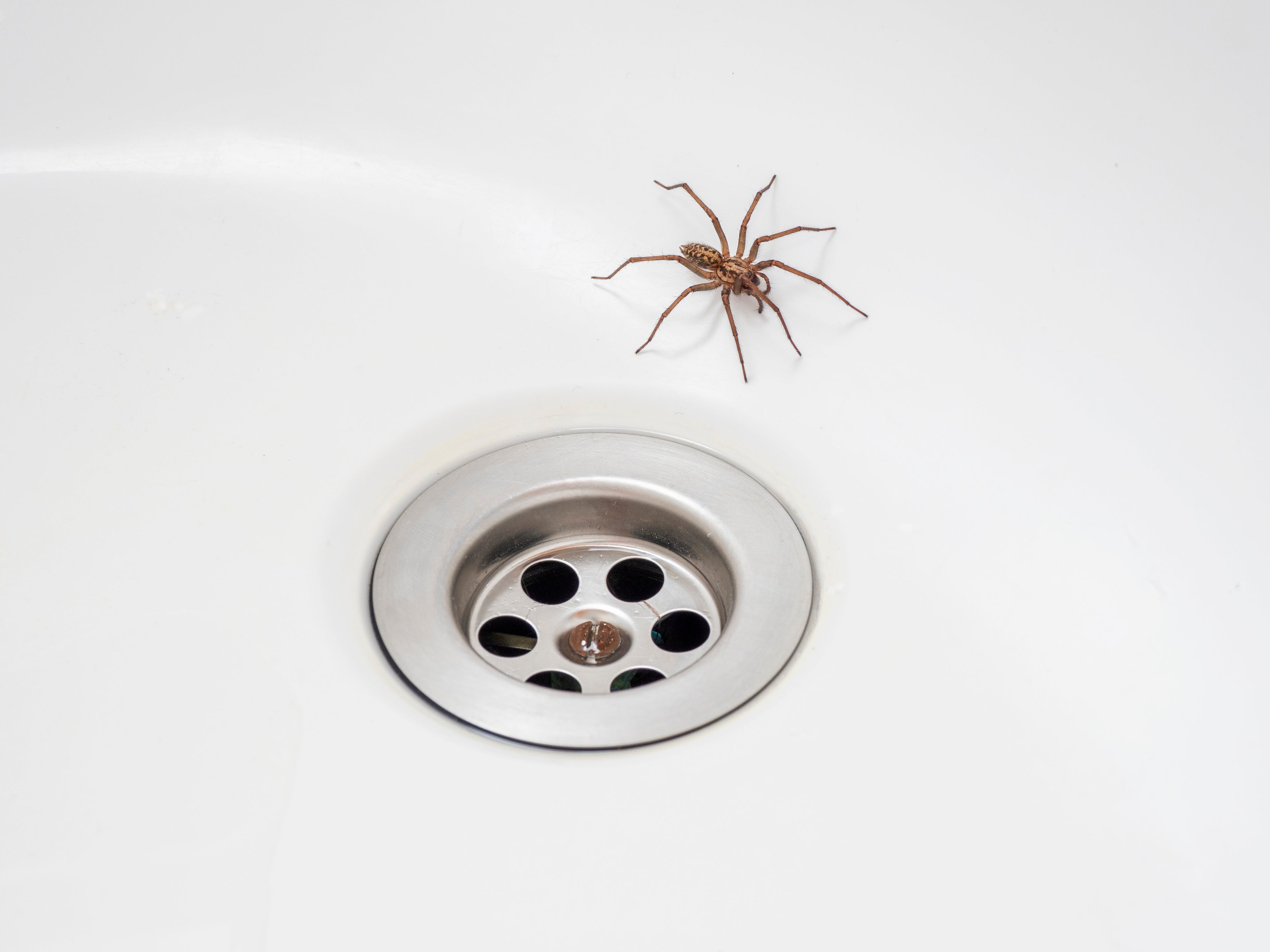 Spiders are not just trying to scare us when they appear in our homes