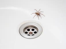 Why do we see more spiders in our houses in autumn?