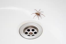 Why do we see more spiders in our houses in autumn?