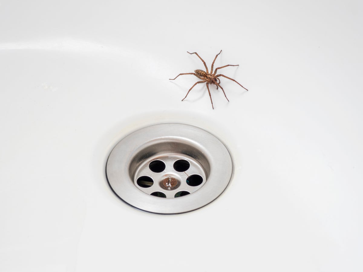 How To Get Rid Of Spiders In Your House, According To Bug Experts lupon.gov.ph