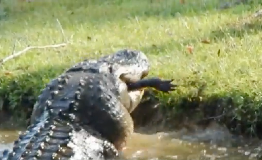 An alligator devours a smaller gator in a backyard in Horry County, South Carolina