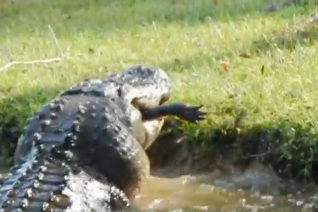<p>An alligator devours a smaller gator in a backyard in Horry County, South Carolina</p>