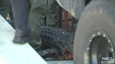 Woman badly injured after being attacked by a large alligator in Florida
