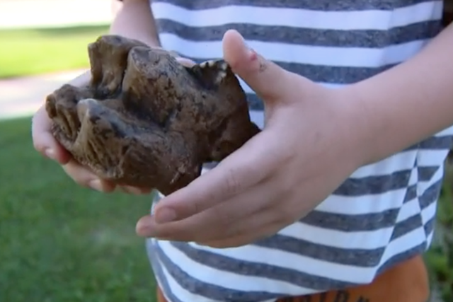 <p>A six-year-old discovered a rare mastodon tooth in a creek in a nature preserve in Michigan. Experts called it a rare discovery</p>
