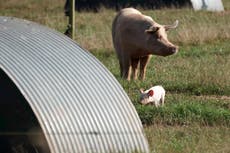 Cheap EU pork flooding market as cull of unwanted pigs begins at UK farms