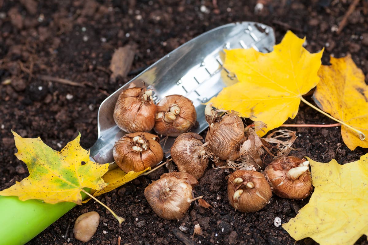 How do plants know the seasons, and what came first the rain or the seas?