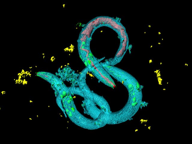 <p>Caenorhabditis elegans (pictured) feed their offspring with a fluid that destroys their internal organs</p>