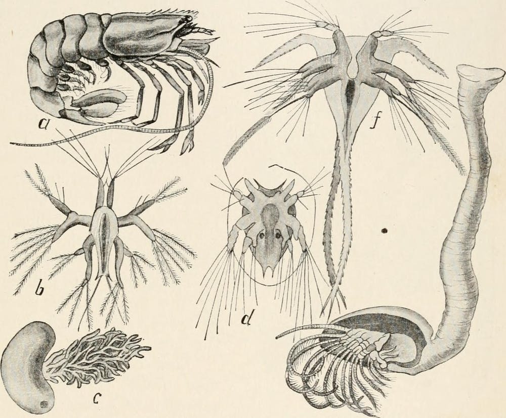 Ray Lankester noticed that the evolutionary ancestors of parasites were often more complex