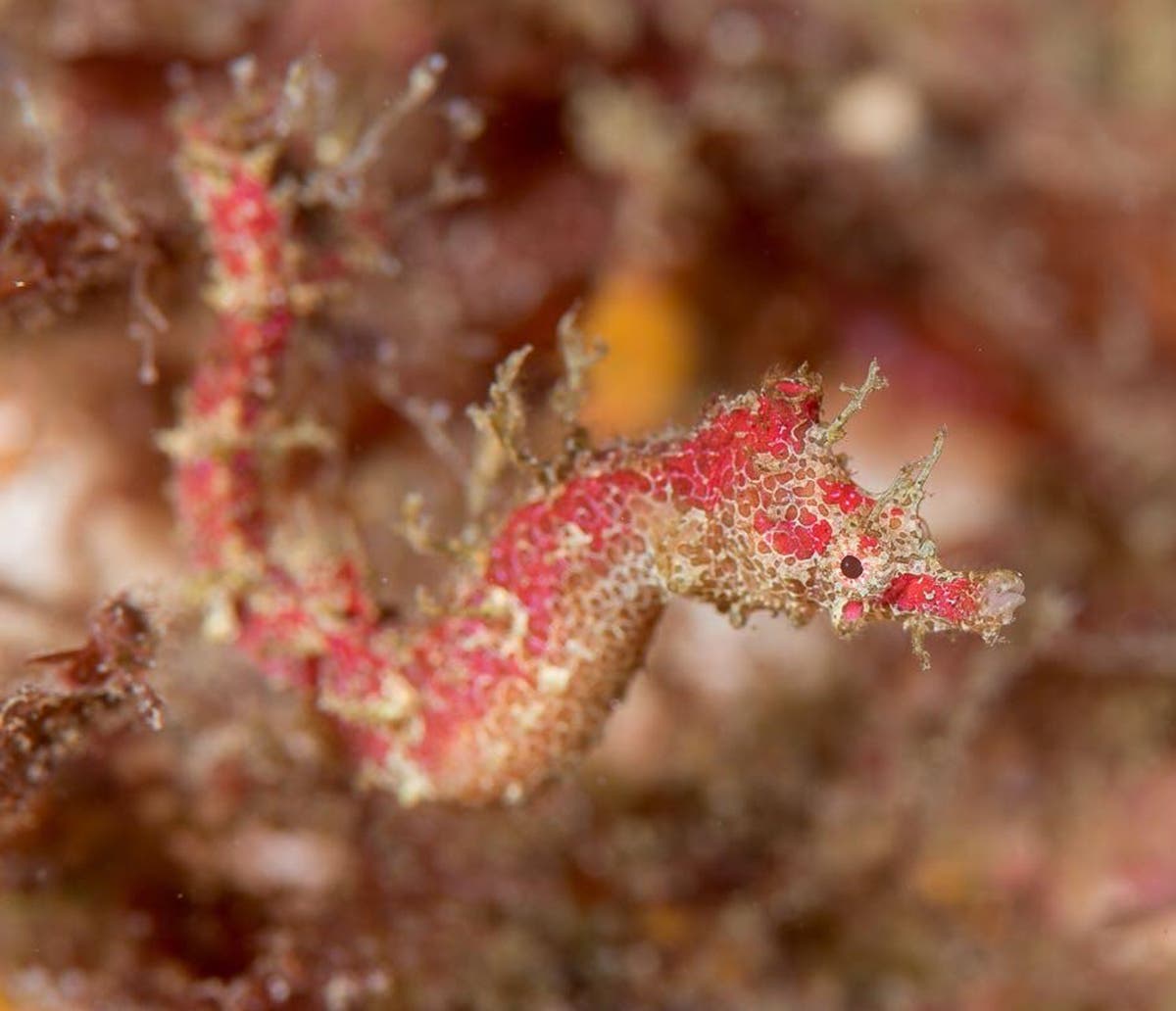 New species of pipehorse officially given Māori name in historic step for indigenous rights