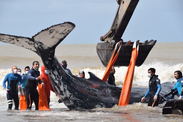 <p>Rescuers push a stranded beached humpback whale back to the sea in Argentina </p>