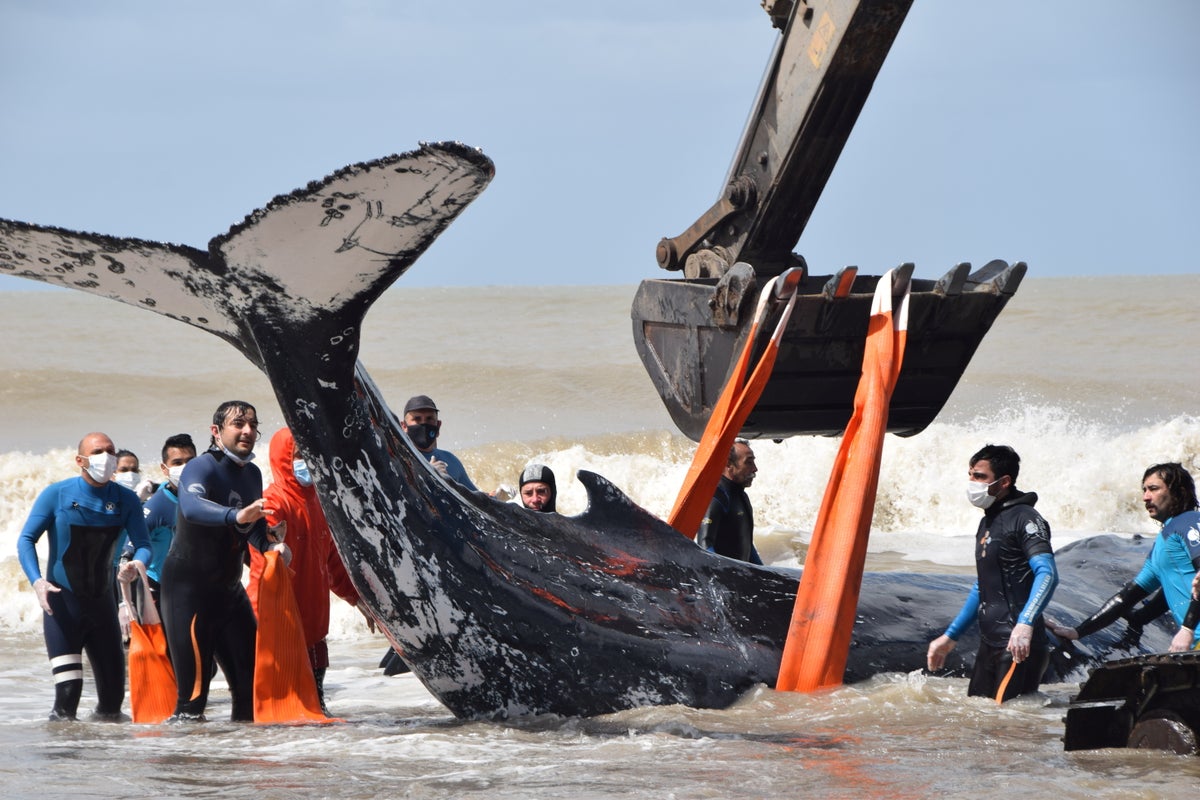 Rescuers describe last-gasp efforts to save two stranded humpback whales in  Argentina | The Independent