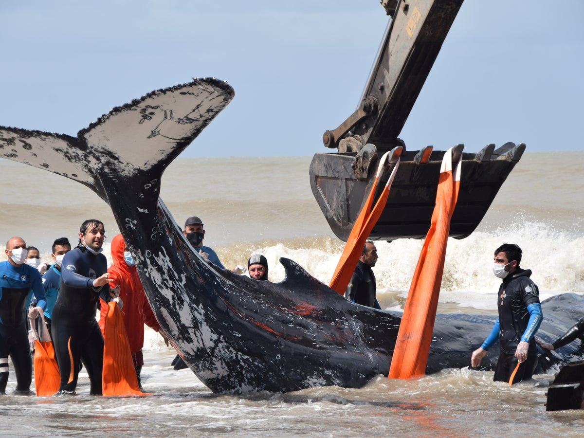 Two stranded humpback whales rescued in Argentina