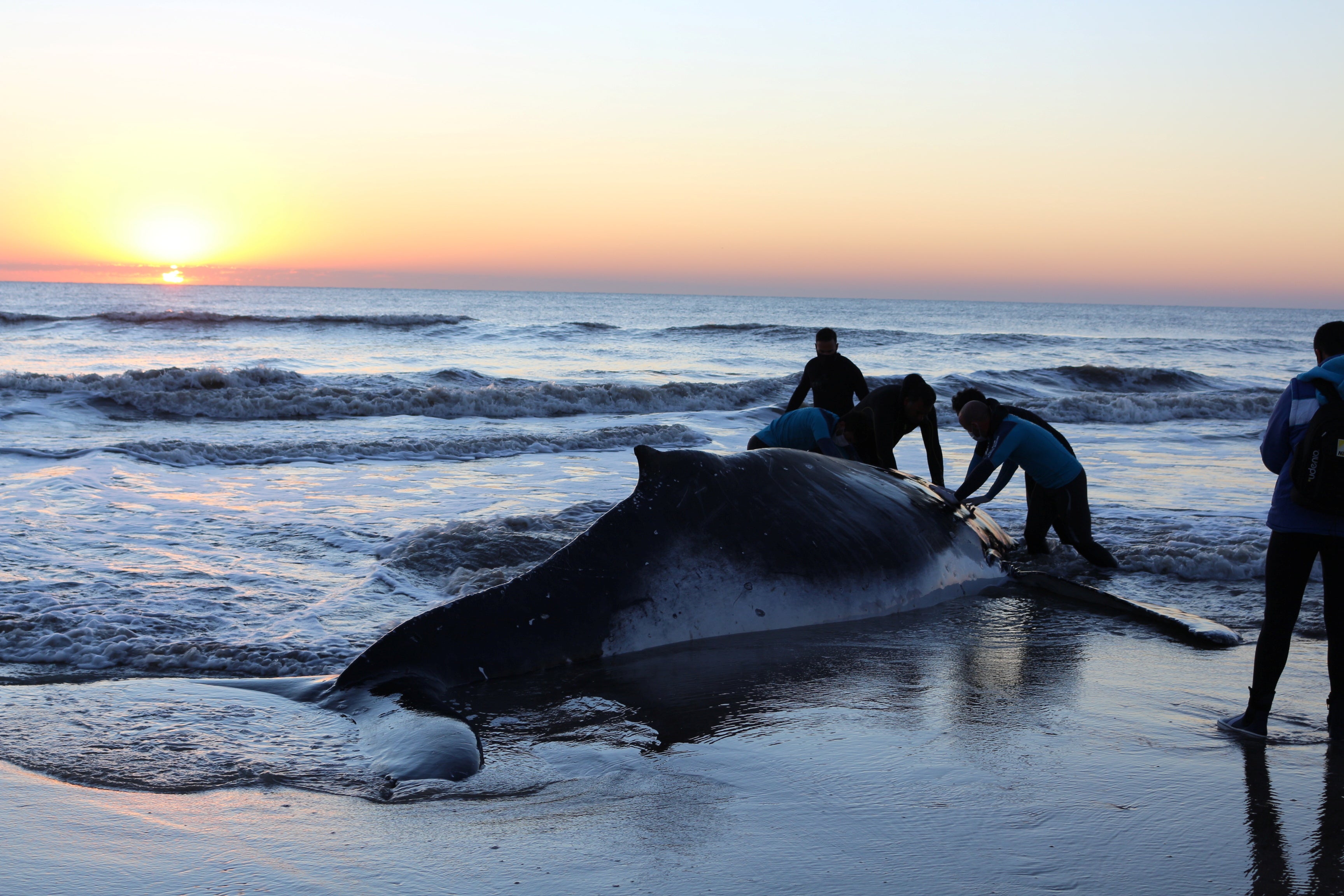 Rescuers push a stranded beached humpback whale back to the sea