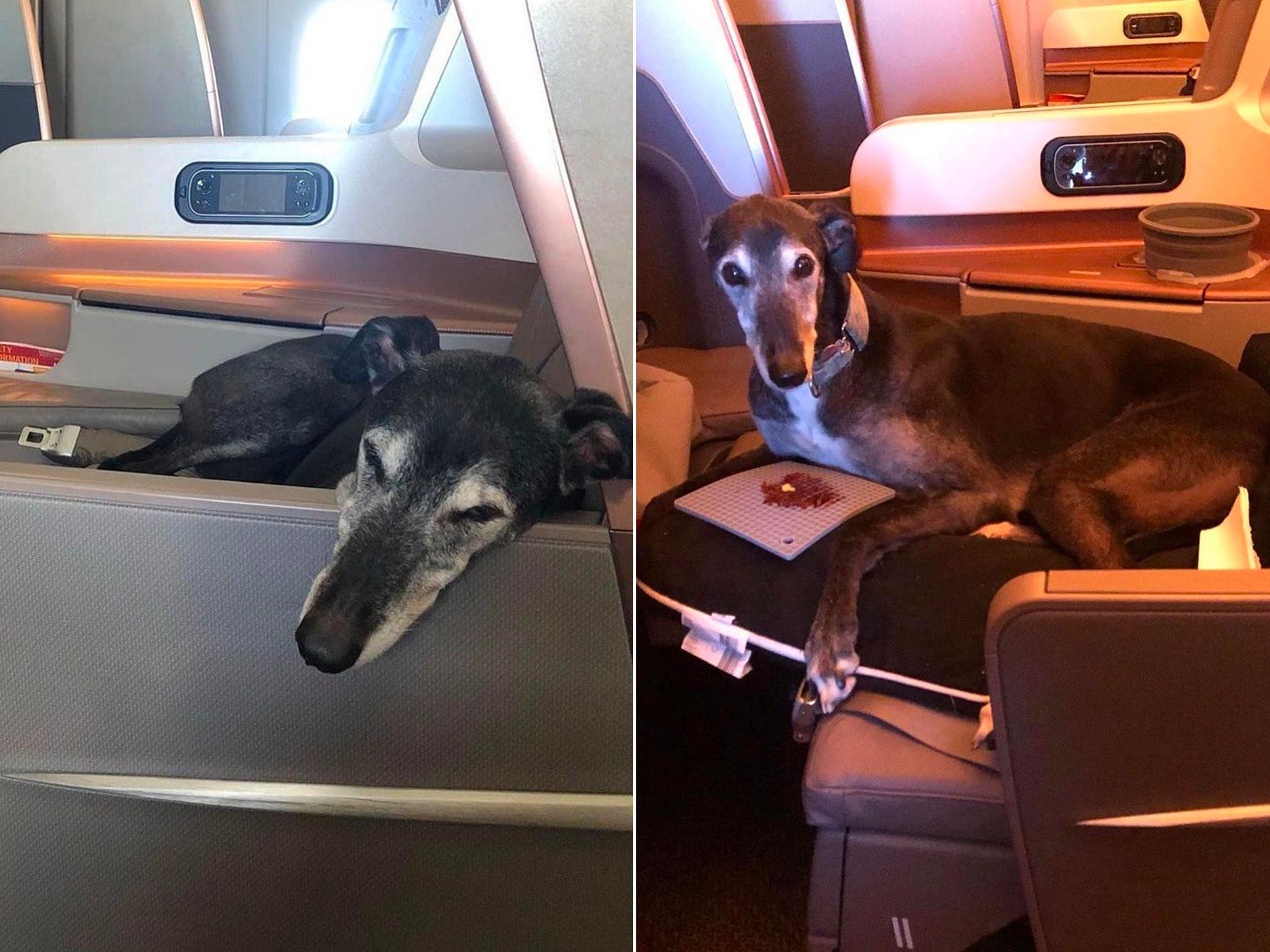 Rescue dog Lewis snuggles up in his £5,000 business class seat
