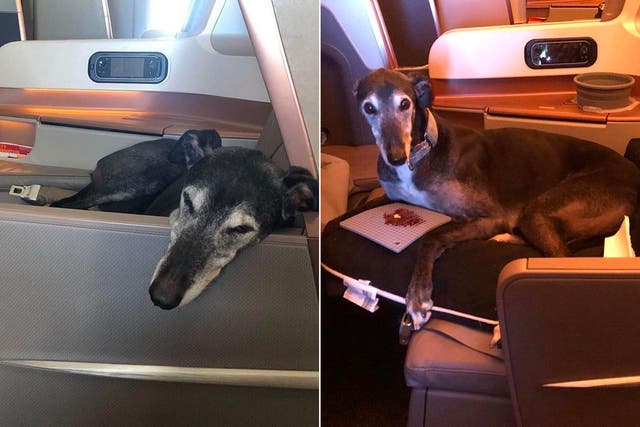 <p>Rescue dog Lewis snuggles up in his £5,000 business class seat</p>