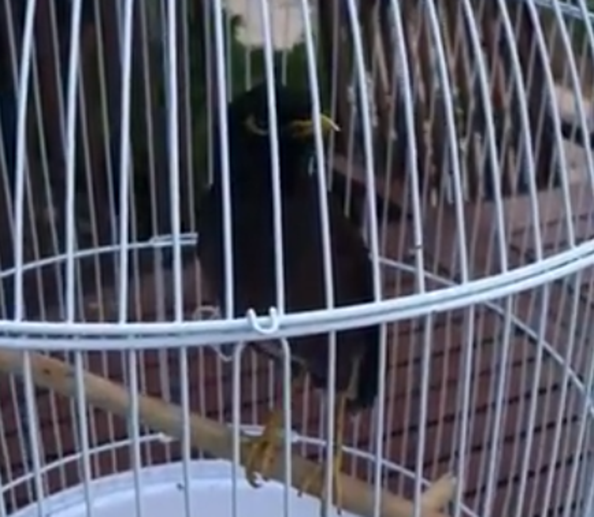 Afghan girl’s pet bird learns to say ‘bonjour’ after its miraculous escape to French embassy Afghan girl’s pet bird learns to say ‘bonjour’ after its miraculous escape to French embassy