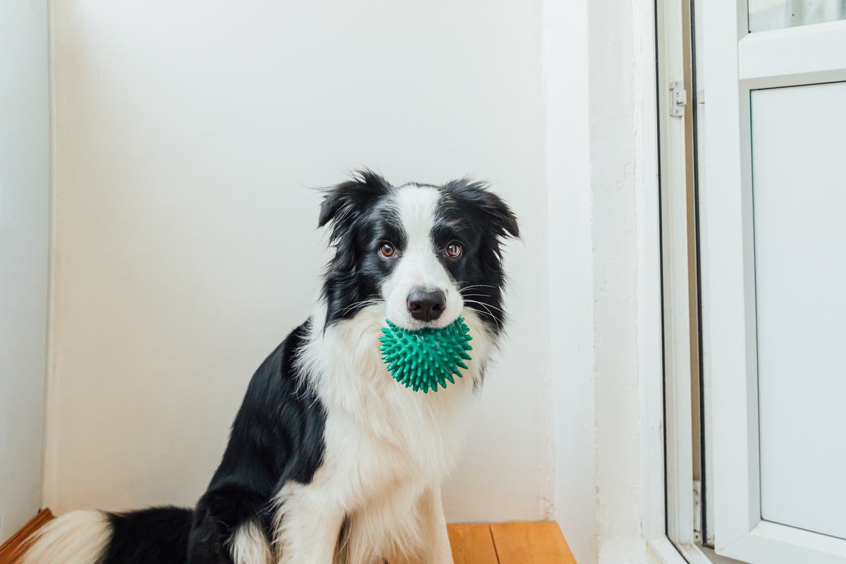 ‘Genius’ dogs can recognise names of more than 100 toys, study finds