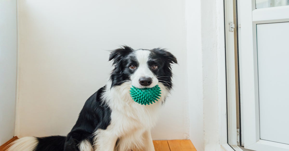 Genius dogs' can learn names of more than 100 toys, study finds, Animal  behaviour