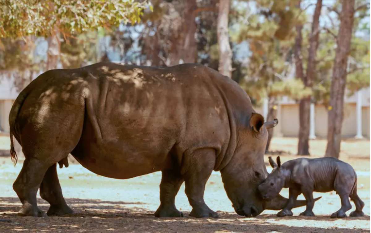 Boris&rsquo; Cop26 &ldquo;cash&rdquo; must deliver conservation in real places